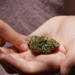 Where Can You Find Weed in Dubai as a Tourist?