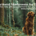 mushroom powder for dogs 2026